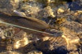 Hooked Cutthroat Trout Royalty Free Stock Photo