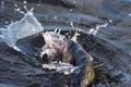 Hooked European perch jumping in a lake Royalty Free Stock Photo