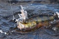 Hooked European perch jumping in a lake Royalty Free Stock Photo