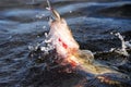 Hooked European perch jumping in a lake Royalty Free Stock Photo