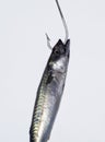 Hooked Fish Royalty Free Stock Photo