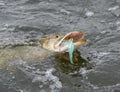Hooked pike with colorful fly in its mouth