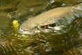 Hooked smallmouth bass being reeled in