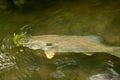 Hooked smallmouth bass with yellow bobber Royalty Free Stock Photo