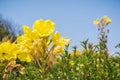 Hooker`s evening primrose Oenothera elata wildflower blooming on the Pacific Ocean coastline, California