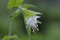 Hooker`s Fairybell Disporum hookeri, Cowichan Valley, Vancouver Island, British Columbia