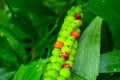 HookerÃ¢â¬â¢s fishtail palm Single leaf, pointed edges shall be pointed, the belly is smooth,