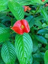 Hooker`s lips flower blooming in the rainforest in Costa Rica