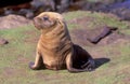 Hooker sealion on the sub-antarctic island of Enderby .