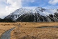 Track in Aoraki/Mount Cook National Park, New Zealand Royalty Free Stock Photo