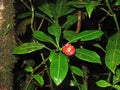 Hookers Lips or Hot Lips flower, Psychotria Elata in Monteverde Cloudforest, Costa Rica Royalty Free Stock Photo