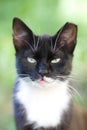 Hooligan cat Ragged Ear Royalty Free Stock Photo