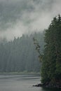 Hoonah, Alaska: A lone pine tree leans out over the water on the edge of a cliff Royalty Free Stock Photo