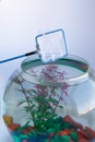 Hoop-net for rummage red orange colored swordtail from aquarium.