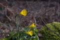 Hoop petticoat daffodil flowers blooming Royalty Free Stock Photo