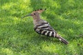 Hoopie Bird on a Green Lawn