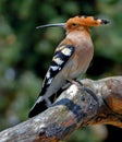 Hoopoe Royalty Free Stock Photo