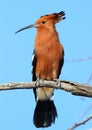 Hoopoe