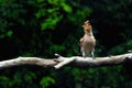 Hoopoe