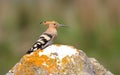 Hoopoe