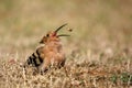 Hoopoe