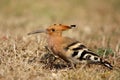 Hoopoe