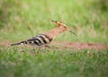 Hoopoe bird finding bugs for to eat into the green nature