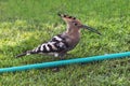 Hoopoe Duchifat Upupa Epops Bird Eating a Grub next to a Water Hose