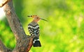 Common hoopoe bird on tree Royalty Free Stock Photo