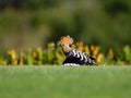 Hoopoe showing off