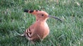 Hoopoe