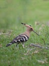 Hoopoe Bird: Stunning Beauty of Nature