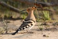 Hoopoe bird middle east