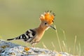 Hoopoe bird (upupa epops)