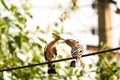 Hoopoe birds sitting on the wire sharing food in the beak mother-child love relation Royalty Free Stock Photo