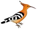 Hoopoe