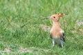 Hoopoe, Common Hoopoe Upupa epops Eurasian Hoopoe Royalty Free Stock Photo