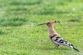 Hoopoe, Common Hoopoe Upupa epops Eurasian Hoopoe Royalty Free Stock Photo
