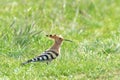 Hoopoe, Common Hoopoe Upupa epops Eurasian Hoopoe Royalty Free Stock Photo