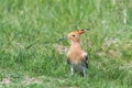 Hoopoe, Common Hoopoe Upupa epops Eurasian Hoopoe Royalty Free Stock Photo