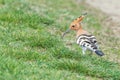 Hoopoe, Common Hoopoe Upupa epops Eurasian Hoopoe Royalty Free Stock Photo