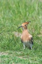 Hoopoe, Common Hoopoe Upupa epops Eurasian Hoopoe Royalty Free Stock Photo