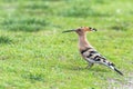 Hoopoe, Common Hoopoe Upupa epops Eurasian Hoopoe Royalty Free Stock Photo