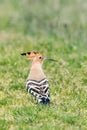 Hoopoe, Common Hoopoe Upupa epops Eurasian Hoopoe Royalty Free Stock Photo