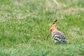 Hoopoe, Common Hoopoe Upupa epops Eurasian Hoopoe Royalty Free Stock Photo