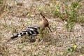 Hoopoe concentrated on looking for insects and other small invertebrates. Royalty Free Stock Photo
