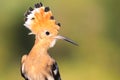 Hoopoe with a crest on the head Royalty Free Stock Photo