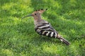 Hoopoe Duchifat Upupa Epops Bird Standing in a Lush Green Lawn