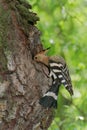 Hoopoe entering nest hole Royalty Free Stock Photo