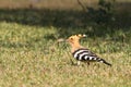 Eurasian Hoopoe, Common Hoopoe Upupa epops is foraging on grass field in a green blurred background.